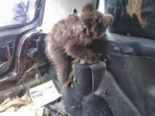 Φωτογραφία για Mικρό αρκουδάκι βρέθηκε στη Καστοριά