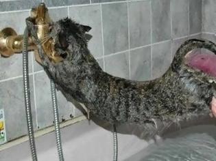 Φωτογραφία για Γάτες που δεν θέλουν με τίποτα να κάνουν μπάνιο... [video]