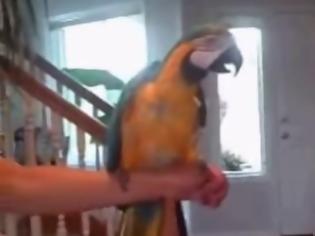 Φωτογραφία για Παπαγάλοι χορεύουν το «What is Love»! [video]