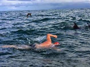 Φωτογραφία για Βίντεο: Δελφίνια προστάτευσαν κολυμβητή από τους καρχαρίες
