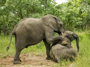 Φωτογραφία για «Μεθυσμένοι» ελέφαντες! [photos]