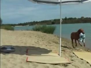 Φωτογραφία για Το απόλυτο beach party διοργανωμένο από... σκύλους! [video]