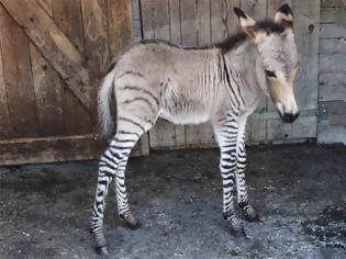 Φωτογραφία για Ξέρετε τι είναι το Zonkey;