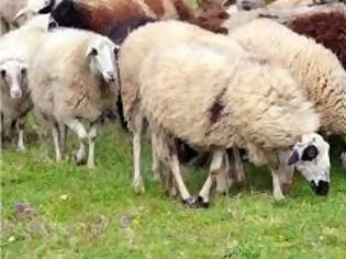 Φωτογραφία για Σε σφαγή οδηγούνται 33 αιγοπρόβατα στη Φθιώτιδα τα οποία είναι μολυσμένα από το βακτήριο της βρουκέλλας