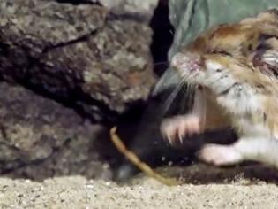Φωτογραφία για Το video που σαρώνει στο διαδίκτυο: Αρουραίος αρπάζει και καταβροχθίζει δηλητηριώδη σκορπιό! [video]