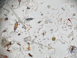 Φωτογραφία για Ιδού πόσο ανατριχιαστική μοιάζει μια σταγόνα θαλασσινού νερού, κάτω από το μικροσκόπιο