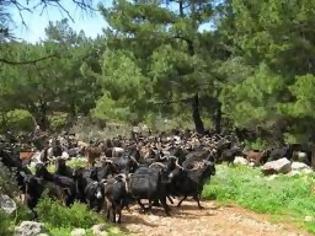 Φωτογραφία για Ευλογιά και βρουκέλλωση αφανίζουν τα κοπάδια της χώρας