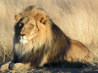 Φωτογραφία για Έκλεψαν λιοντάρι βάρους 300 κιλών!