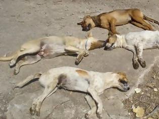 Φωτογραφία για Καινούργιο Φθιώτιδας: Δηλητηρίασαν με φόλα τουλάχιστον 10 σκυλιά