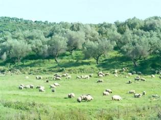 Φωτογραφία για Ανάσα για τους κτηνοτρόφους με πρωτοβουλία του βουλευτή Σάββα Αναστασιάδη