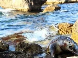 Φωτογραφία για Δρακόντεια μέτρα για την Caretta-Caretta με “παράθυρα για ημετερους” επενδυτές