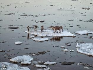 Φωτογραφία για ΦΩΤΟ-Παγιδεύτηκαν πάνω σ' ένα κομμάτι πάγου