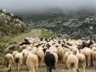 Φωτογραφία για Δεν θα πιστέψετε γιατί κτηνοτρόφος κατήγγειλε ψέματα πως του έκλεψαν τα πρόβατα