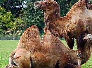 Φωτογραφία για Μικροτσίπ θα βάλουν στις... καμήλες στη Σαουδική Αραβία για τον κορονοϊό MERS