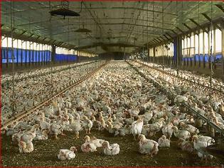 Φωτογραφία για Πόσα κοτόπουλα σφάζεις την ώρα;