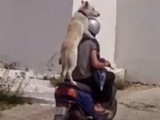 Φωτογραφία για Σκύλος... καβάλησε τη μηχανή και βγήκε βόλτα στους δρόμους της Μυκόνου [video]