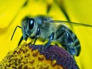 Φωτογραφία για Χάθηκε 1 στις 4 μέλισσες στις ΗΠΑ
