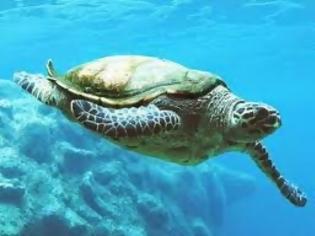 Φωτογραφία για Βρέθηκε νεκρή μια χελώνα καρέτα - καρέτα στην Ιεράπετρα