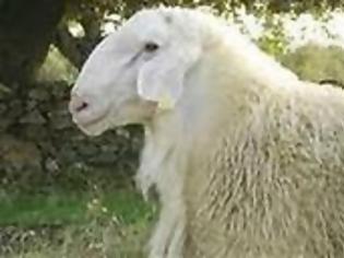 Φωτογραφία για Στέρεψαν από γάλα τα πρόβατα λένε οι κτηνοτρόφοι