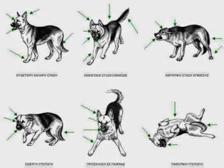 Φωτογραφία για Η γλώσσα του σώματος ενός σκύλου - Με τόσα σκυλάκια να είναι αδέσποτα, αυτό είναι κάτι που πρέπει όλοι να γνωρίζουμε [photo]