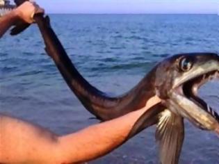 Φωτογραφία για Εμφανίστηκε στις ΗΠΑ το ψάρι Χάνιμπαλ που φτάνει έως τα 5 μέτρα και τρώει το θήραμα του με αστραπιαία ταχύτητα [photos]