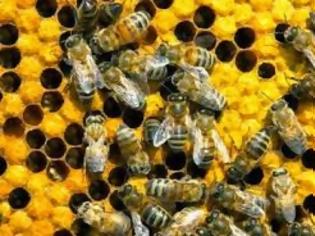 Φωτογραφία για Στήριξη 4 εκ. ευρώ στους μελισσοκόμους