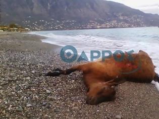 Φωτογραφία για Tι ξέβρασε η θάλασσα στην παραλία της Καλαμάτας - Το νεκρό ζώο που παραξένεψε τους ντόπιους