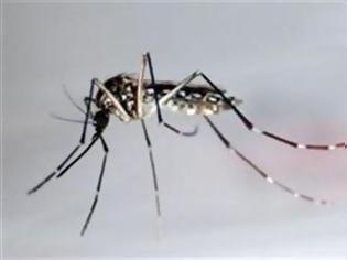 Φωτογραφία για Συναγερμός από επικίνδυνο ιό που μεταφέρουν τα κουνούπια
