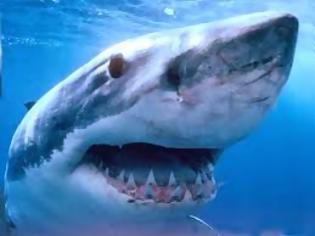 Φωτογραφία για ΣΟΚ: Ψαράς έπιασε τεράστιο καρχαρία στη Τήνο - Υπάρχουν άραγε και άλλοι μαζί του; [photos]