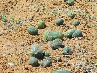 Φωτογραφία για Το χαλάζι έπληξε το πρώιμο καρπούζι σε περιοχές της Ηλείας