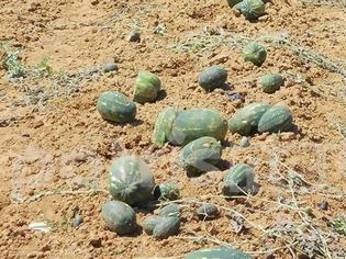 Φωτογραφία για Ηλεία: Το χαλάζι «εξαφάνισε» το πρώιμο καρπούζι στο Βρανά!