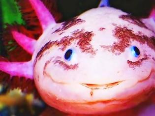 Φωτογραφία για Axolotls: Ένα «χαμογελαστό» ψάρι με… χέρια!