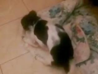 Φωτογραφία για Ξεκαρδιστικό βίντεο: Σκύλος εναντίον πάπλωμα ...σημειώσατε 1!