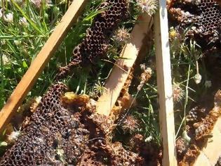Φωτογραφία για Μελισσοκόμοι καταγγέλλουν οικολόγους πως ελευθέρωσαν αρκούδα και αυτή τους καταστρέφει τα μελίσσια [video]