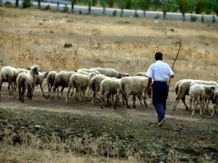 Φωτογραφία για Αγωνιούν οι κτηνοτρόφοι - Θέλουν άμεσα συνάντηση με το Υπουργείο Αγροτικής Ανάπτυξης [video]