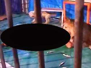 Φωτογραφία για Πλάνα που κόβουν την ανάσα! Λιοντάρι κατασπάραξε άνθρωπο σε τσίρκο! ΠΡΟΣΟΧΗ ΣΚΛΗΡΕΣ ΕΙΚΟΝΕΣ [video]