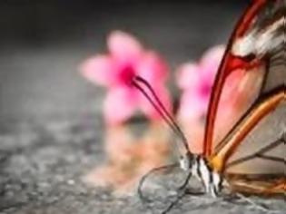 Φωτογραφία για Η κλιματική αλλαγή «ξεβάφει» τις πεταλούδες