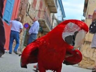Φωτογραφία για Ναύπλιο: Παπαγάλος στο δρόμο