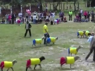Φωτογραφία για Τα πρόβατα παίζουν το δικό τους... Μουντιάλ! [video]