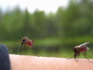Φωτογραφία για Παρακολουθήστε σε ένα HD video πως τα κουνούπια μας πίνουν το αίμα