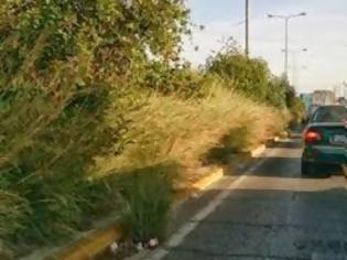 Φωτογραφία για Πάτρα: Ο Δήμος καλεί τους ιδιοκτήτες να καθαρίσουν τα οικόπεδά τους