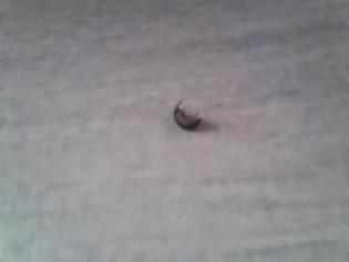 Φωτογραφία για Πρακτικές συμβουλές για να απαλλαγείτε από τα έντομα στο σπίτι!