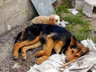 Φωτογραφία για Γαργαλιάνοι: Έκκληση του Δήμου και της Φιλοζωϊκής Ομάδας Εθελοντών Τριφυλίας για την δηλητηρίαση των ζώων