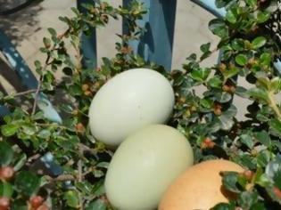 Φωτογραφία για Κότα γεννά ... πράσινα αυγά σε χωριό της Αρκαδίας! [video]