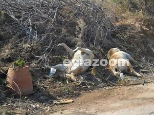 Φωτογραφία για Φρίκη με νεκρά σκυλιά στην παραλία των Αλυκών στην Εύβοια! [photos]