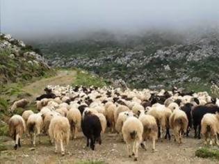 Φωτογραφία για Κτηνοτρόφοι έσωσαν τα κοπάδια τους από Αλβανούς ζωοκλέφτες στην Ήπειρο