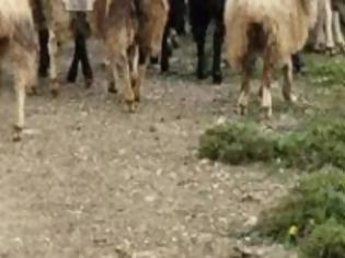 Φωτογραφία για Κραυγή αγωνίας από τους κτηνοτρόφους μετά τα κρούσματα καταρροϊκού πυρετού [video]