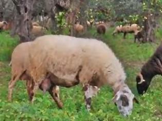 Φωτογραφία για Κτηνοτρόφοι διαμαρτυρήθηκαν στην Τρίπολη για τα κρούσματα καταρροϊκού πυρετού! [video]