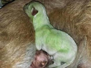 Φωτογραφία για Περίεργο συμβάν στην Ισπανία! Γεννήθηκαν πράσινα κουταβάκια! [photos]