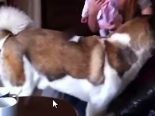 Φωτογραφία για Σκύλος - φύλακας, κάνει επίθεση στην τηλεόραση για να προστατέψει το αφεντικό του! [video]